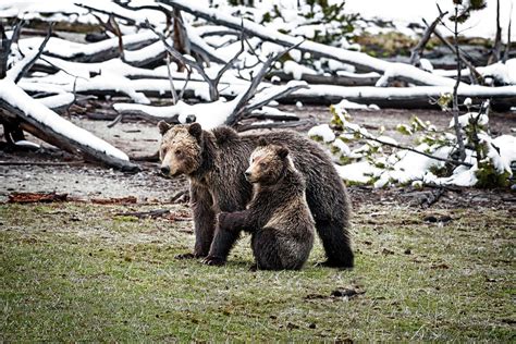 Grizzly Cub Holding Mother Photograph by Scott Read - Fine Art America