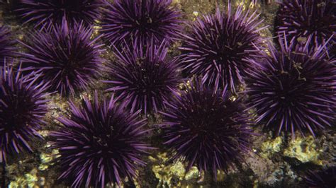 Sea Urchins Are the Edible Pincushions of the Ocean | HowStuffWorks