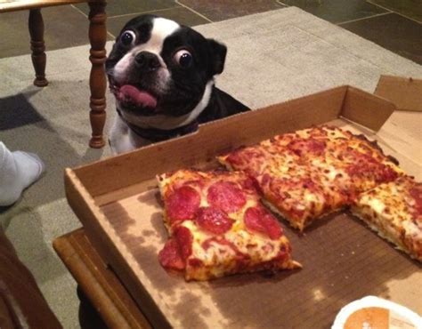 15 Dogs with absolutely hysterical expressions – SheKnows