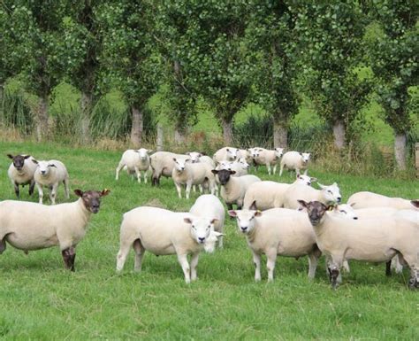 Potential seen in double-muscled Beltex sheep breed | Otago Daily Times ...