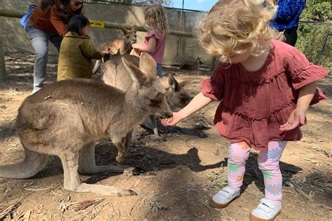 Wildlife Shows at Lone Pine Koala Sanctuary - Brisbane Kids