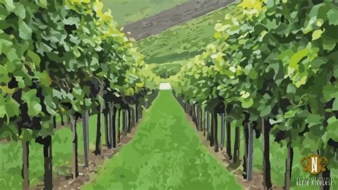 Vineyard GIFs - Get the best GIF on GIPHY