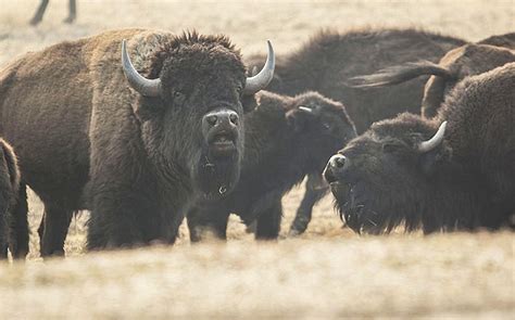 Hunters may be solution to reducing destructive bison herd at Grand Canyon | The Verde ...