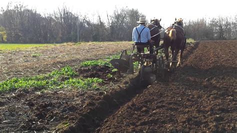 Amish farming with antique plow and Belgian horses - YouTube