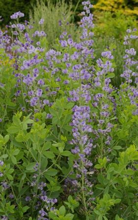 Baptisia australis | Plants, Northwest garden, Sun loving plants