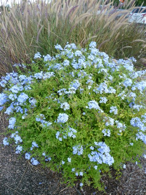 Hardy & Beautiful Plumbago Plants - Dengarden