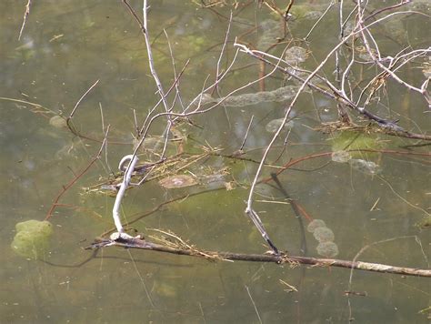 Blue Jay Barrens: Salamander Breeding