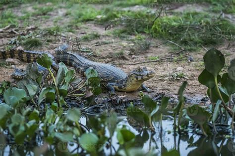 Broad snouted caiman,Caiman latirostris baby, Pantanal, Mato Grosso, Brazil. 26482758 Stock ...