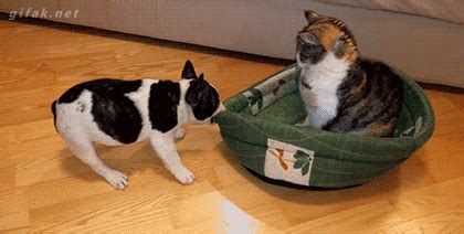 Funny Puppy GIFs - Get the best GIF on GIPHY