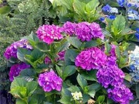 HYDRANGEA 'MASJA' (WELL ROOTED PLANT IN A 2 1/2 X 3 1/2 INCH POT) - ZONE 6-9 DECDIUOUS SHRUB ...