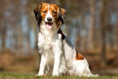 Nederlandse Kooikerhondje - Dog Breed Information