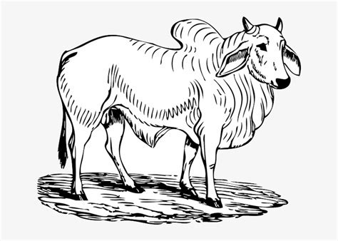 Download Bull Clipart Black And White - HD Transparent PNG - NicePNG.com