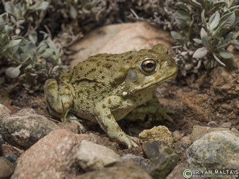 Sonoran Desert Toad