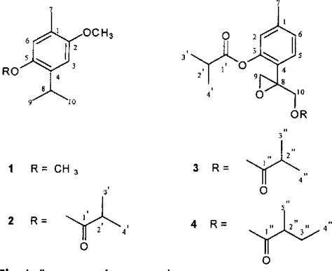 Figure 1 from Thymol derivatives from Carpesium divaricatum. | Semantic Scholar