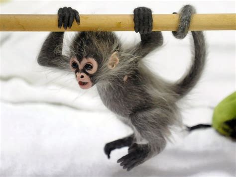 Abandoned spider monkey is adopted by Melbourne Zoo