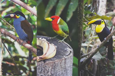 Birding Tour Mindo The best Bidwatching Tour in the Cloud Forest Ecuador