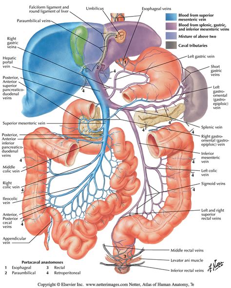 SG-ABDOMINAL VESSELS MESENTERIC