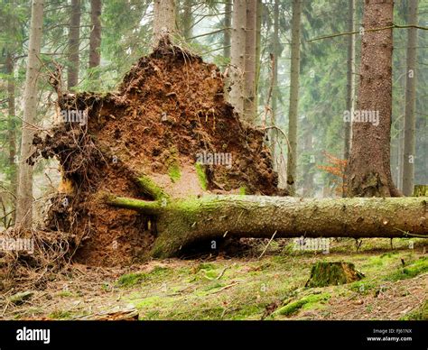 natural forest at the Arnsberger Wald, Germany, North Rhine-Westphalia ...