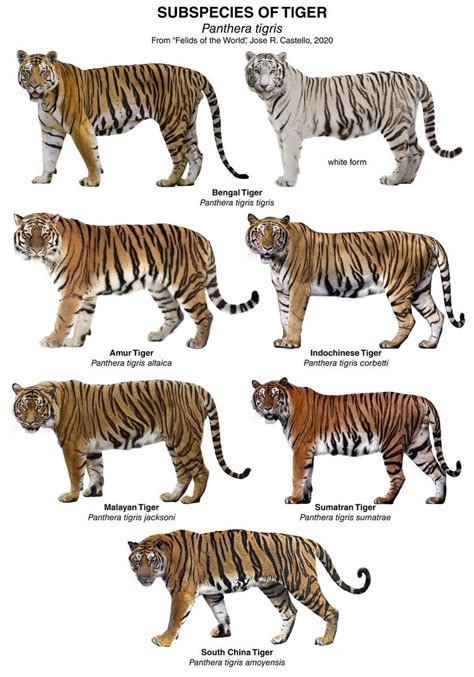 subspecies of Tiger Panthera tigris | Tiger species, Tiger conservation, Wild animal wallpaper