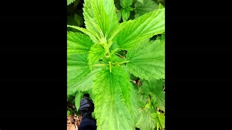 Stinging Nettle Identification. - YouTube