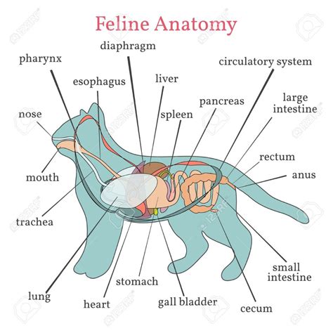 Male Cat Reproductive Anatomy