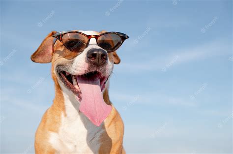 Premium Photo | Funny dog in sunglasses outdoors in the summer.