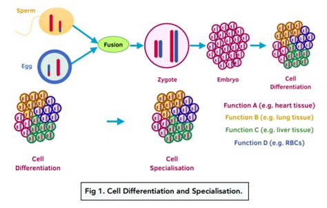 Plant Cell Differentiation