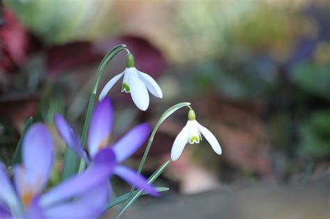 Snowdrop Spring Flower - Free photo on Pixabay - Pixabay