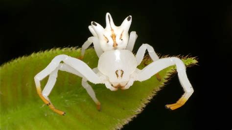 18 Surprising Facts About Flower-crab Spider - Facts.net