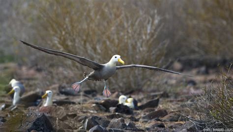 Albatrosses | Photos Pictures Images