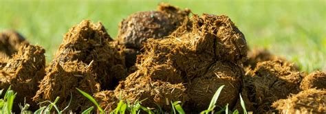 How To Use Horse Manure Compost In The Garden | Horticulture