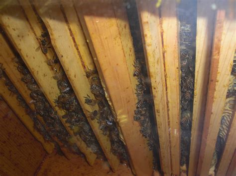 Backyard Bee Hive Blog: Are My Bee Hives Ready for Winter?