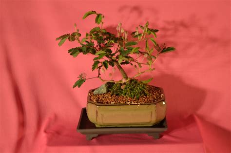 Indoor Bonsai Mimosa Sencetive by Touch touch me not