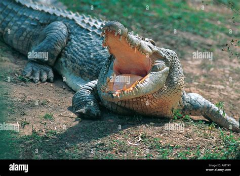 Australia. Wildlife. Saltwater Crocodile. Crocodylus porosus Stock ...