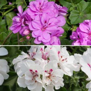 Beautiful Trailing Geranium Favourites Collection Plants