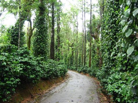 Chikmagalur Coffee Estates Packages | Coffee Trail Chikmagalur Packages