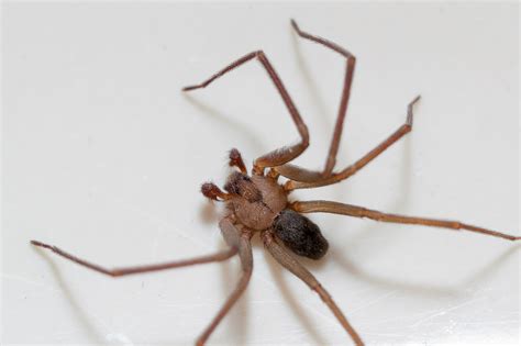 Are There Brown Recluse Spiders in Southern California? | Lloyd