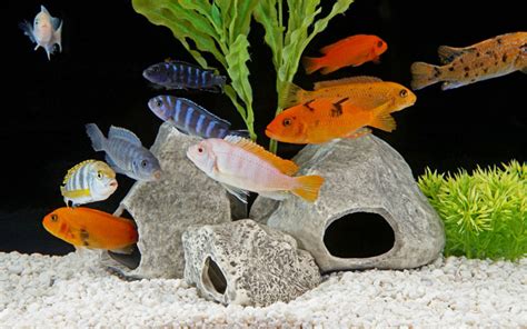 African Cichlids Tank Size - The Complete Guide - AquariumNexus