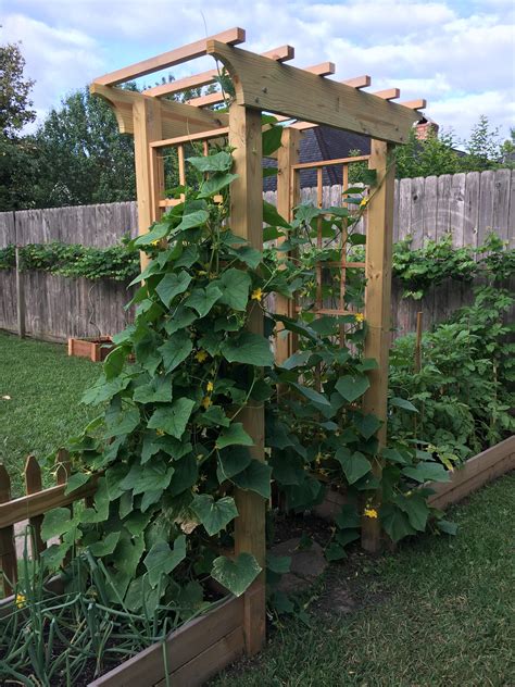 Cucumber Trellis in full bloom : r/gardening