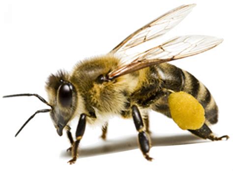 Honey Bee Transparent Background Png