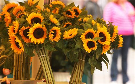 Sunflowers Bouquets Flowers wallpaper | 1680x1050 | #23619