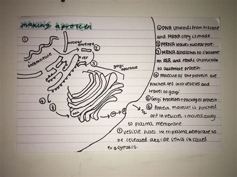 A level biology protein revision | Study flashcards, Study biology, A ...