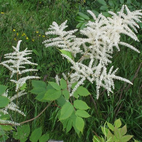 Aruncus dioicus Goat's Beard - Keystone Wildflowers