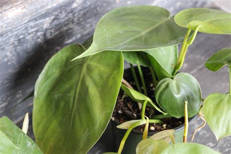 Meet the Heartleaf Philodendron – Retreat Plant Company