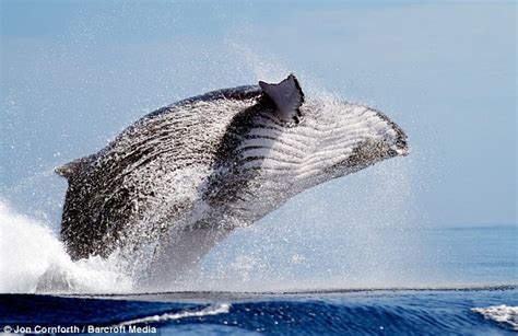 White Wolf : The baby humpback which appears to levitate in incredible snap