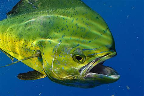 Atlantic Mahi Mahi | NOAA Fisheries