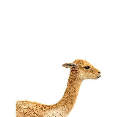 Vicuña