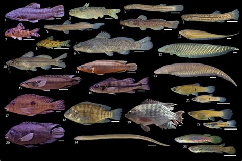 [無料ダウンロード！ √] amazon river fish species list 421630-Amazon river fish ...