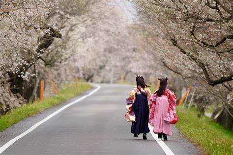 Tips and trivia to enjoy the Japanese cherry blossom season