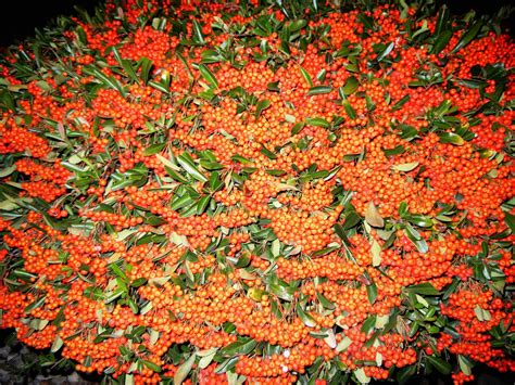 A photo, A thought............: Plant: Opulent pyracantha berries......